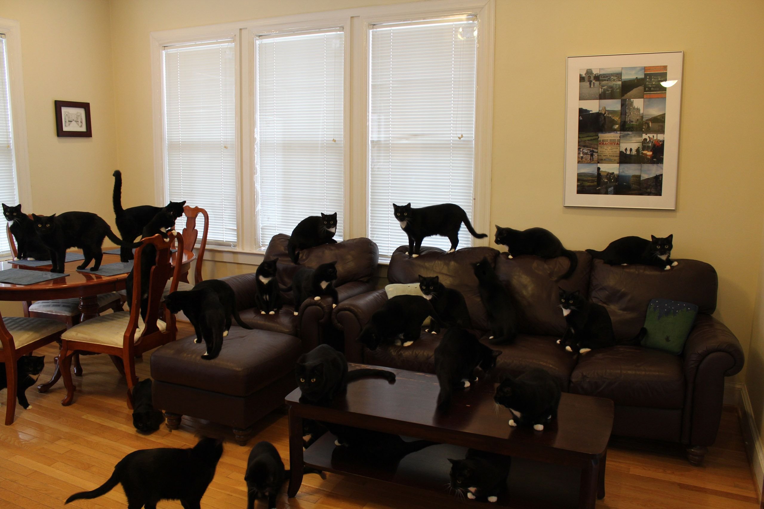 Животные в общежитии. Комната для кошек. Много котов в квартире. Куча кошек в квартире. Кошка в квартире.