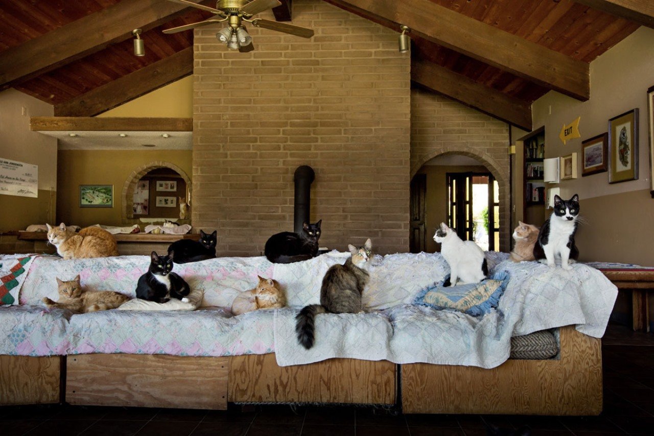 Кажется что дома кот. Приют для кошек Кэт Хаус в Калифорнии. Комната для кошек. Дом для кошки. Уютные домики для котов.
