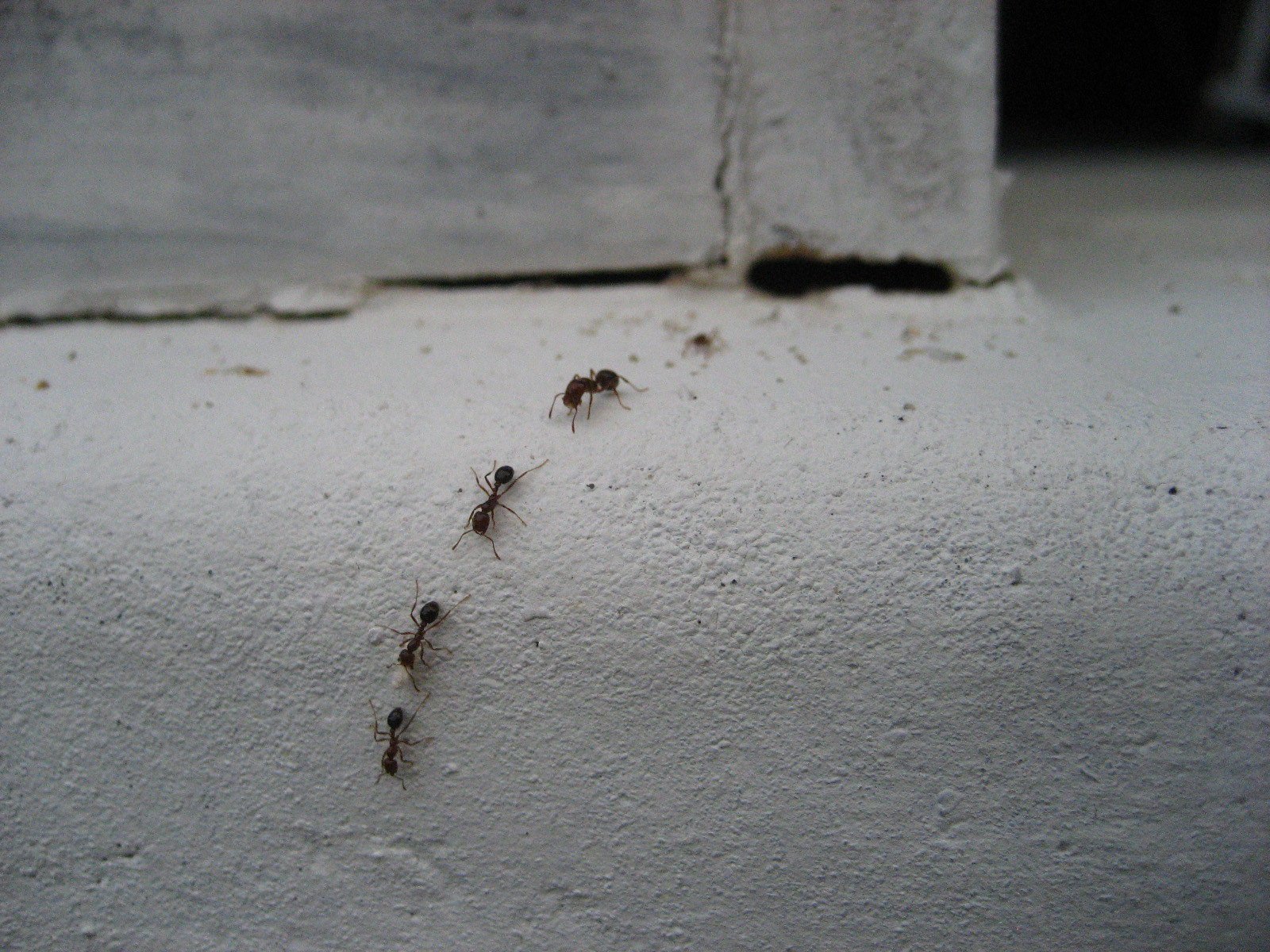 Как избавиться от мелких муравьев в доме. Домашние насекомые муравьи. Муравьи в квартире. Домашние муравьи в квартире. Маленькие домашние муравьи.