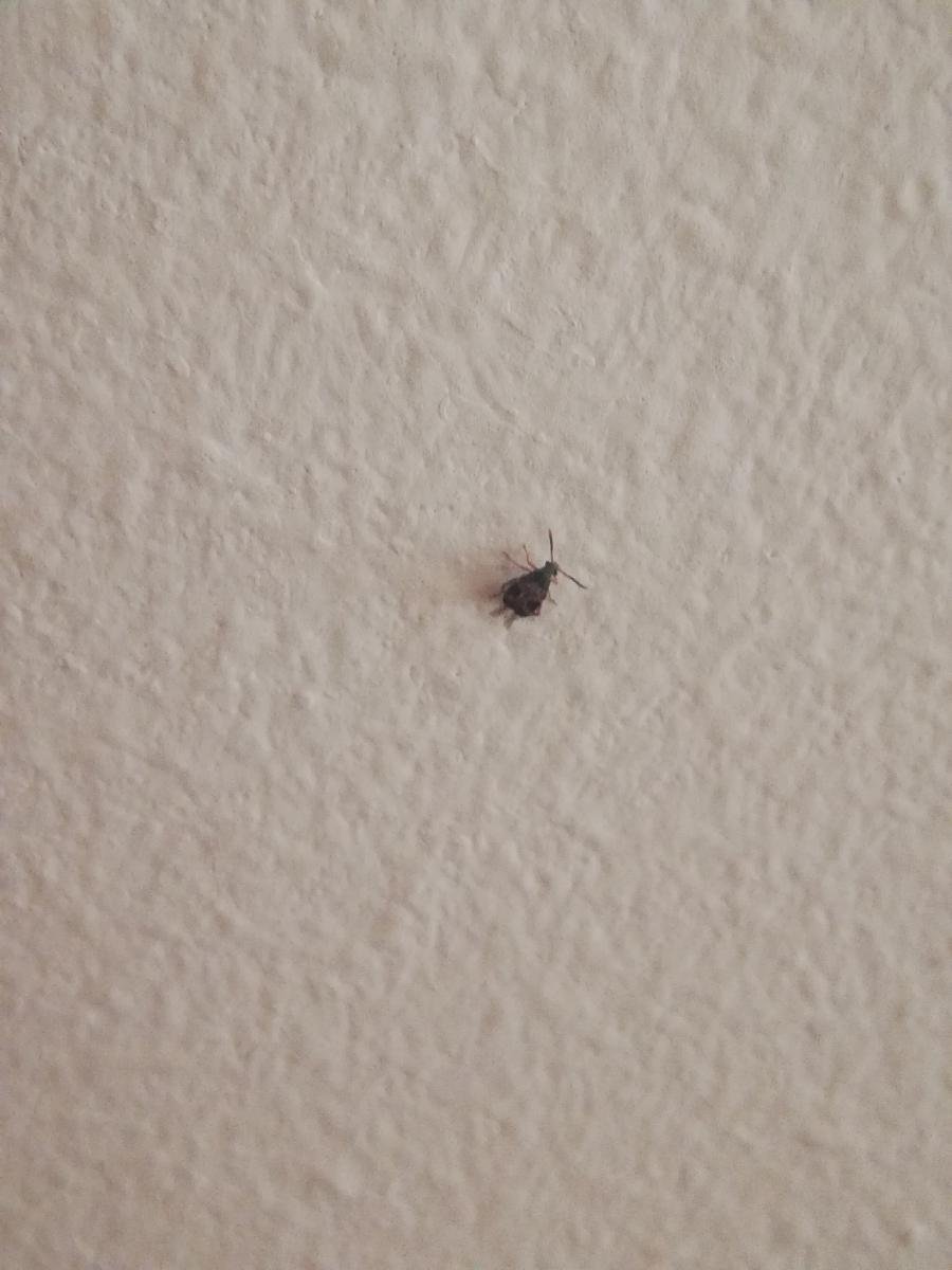 Очень маленькие насекомые в квартире