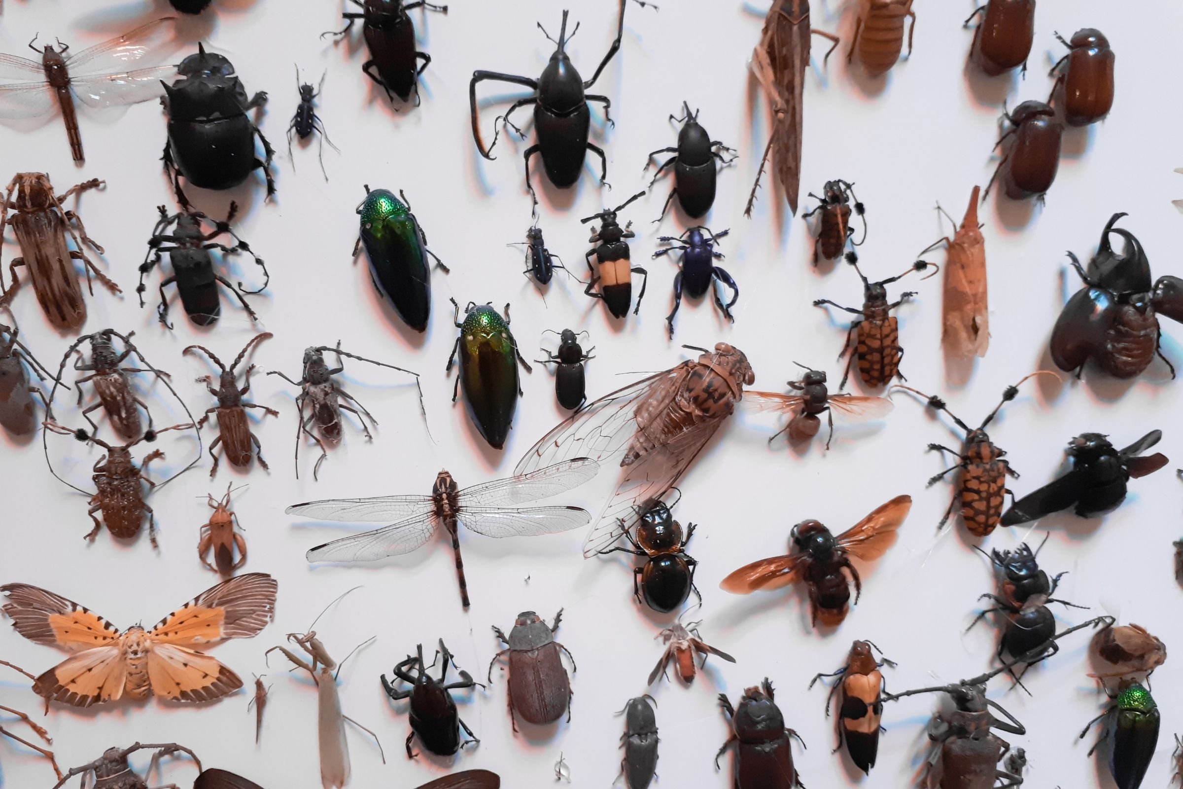 Новый вид насекомых. Разные насекомые. Насекомые много. Коллекционирование насекомых. Очень много насекомых.