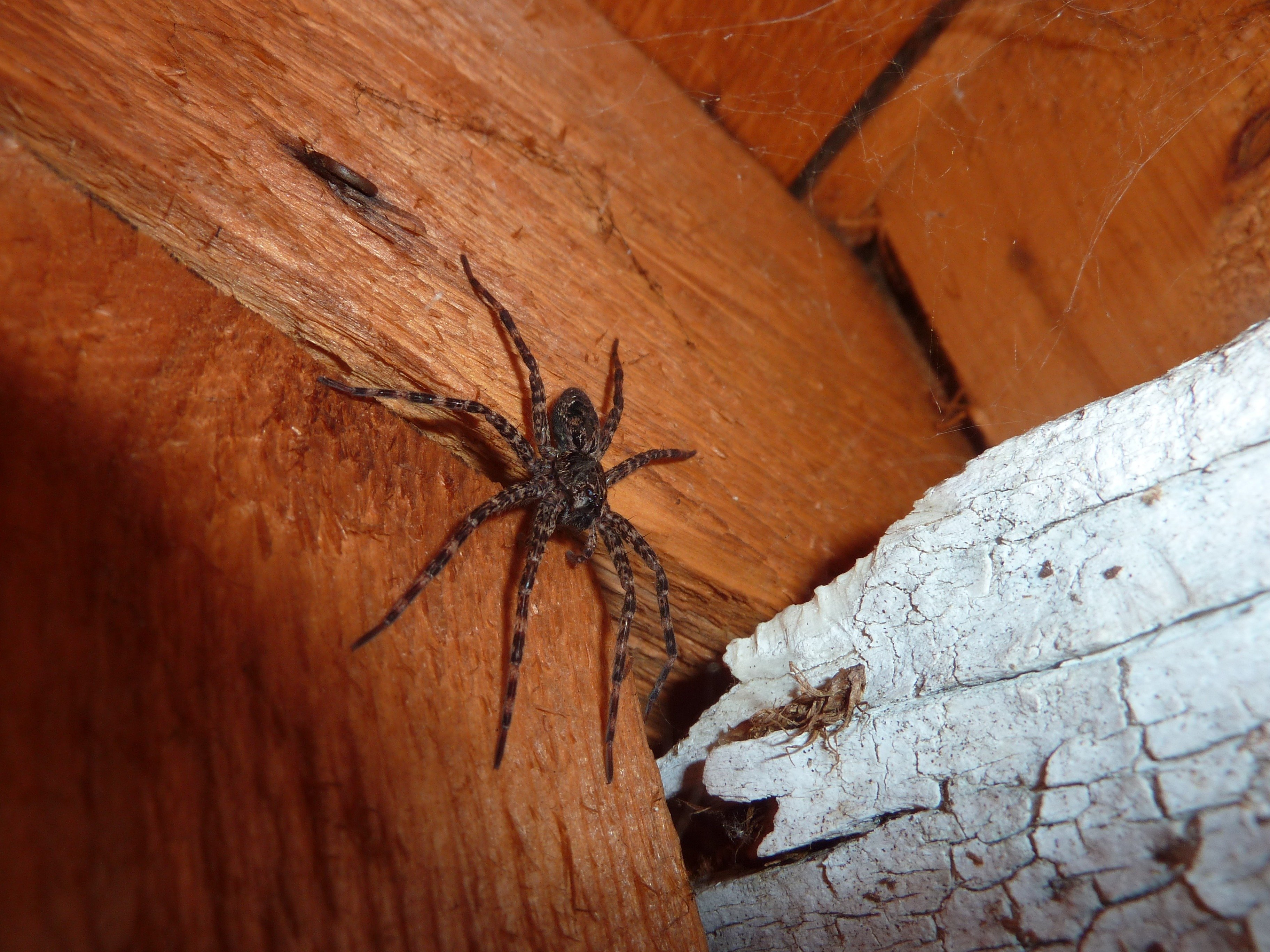 Пауки живут лет. Домовой паук Tegenaria Agrestis. Пауки в доме. Тарантул на стене. Чердачный паук.