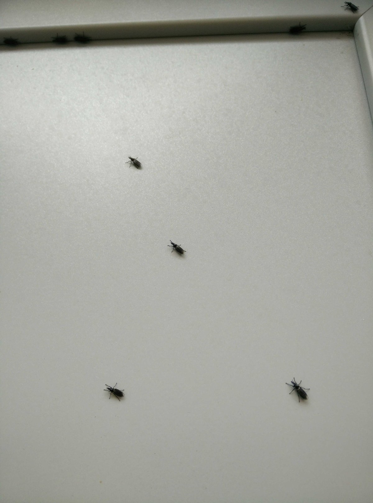 Черные насекомые в квартире
