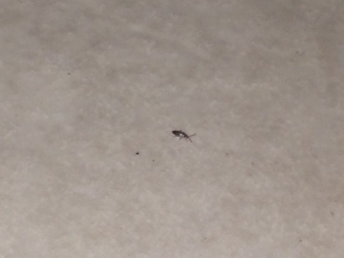 Мелкие черные насекомые в квартире